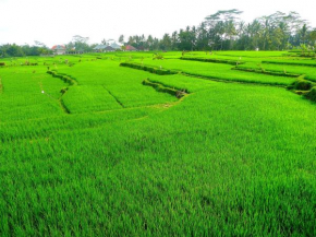 Villa Viola, Bali Ubud